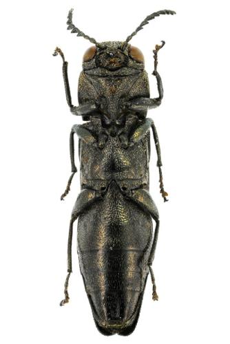 Réf. 347 995 : Agrilus olivicolor